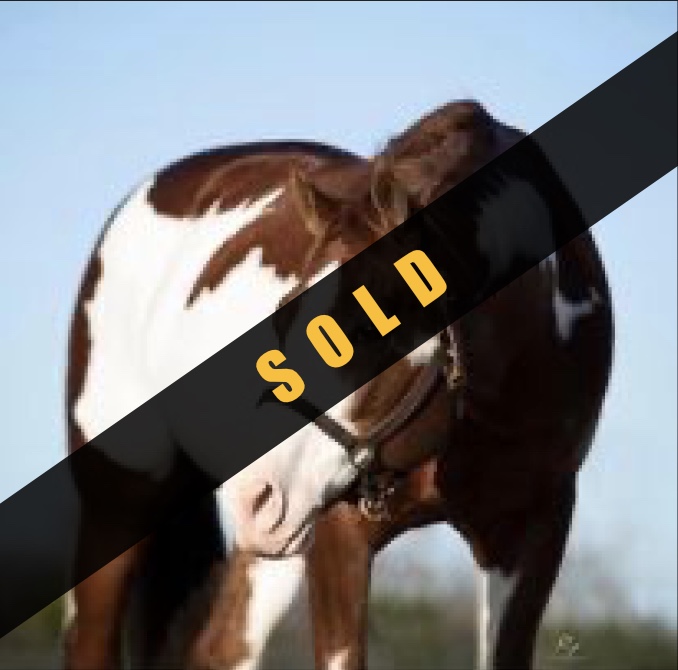 A brown and white horse with a black ribbon around it's neck.